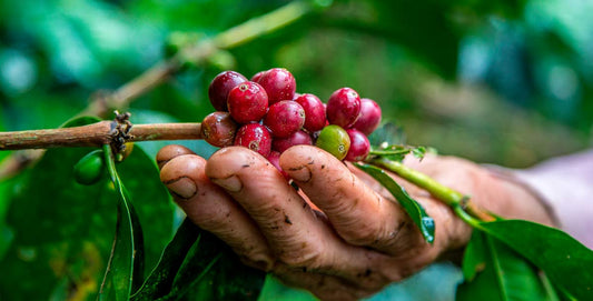 Why Colombian Coffee
